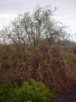 Kronkelhazelaar (Corylus Avellana 'Contorta') -Tuinplanten Winkel 20070817145524 35 7