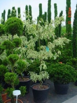 Reuzenkornoelje (Cornus Controversa 'Variegata') -Tuinplanten Winkel 20070903144245 7