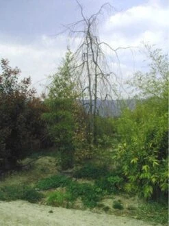 Treurbeuk (Fagus Sylvatica 'Pendula') -Tuinplanten Winkel 20070905225726 14