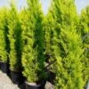 Cipres Kamerconifeer (Cupressus Macrocarpa 'Goldcrest') -Tuinplanten Winkel 20070910192235 10