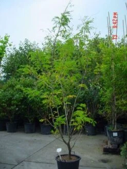 Geelbladige Christusdoorn (Gleditsia Triacanthos 'Sunburst') 20 Geelbladige Christusdoorn (Gleditsia Triacanthos 'Sunburst') -Tuinplanten Winkel 20070918224447 35 7