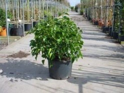 Struikklimop (Hedera Helix 'Arborescens') -Tuinplanten Winkel 20070919215212 7
