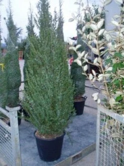 Jeneverbes (Juniperus Communis 'Hibernica') -Tuinplanten Winkel 20070925230406 7