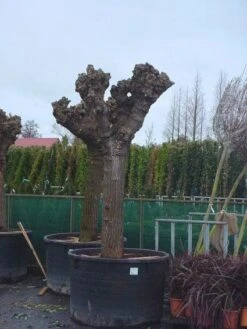 Witte Moerbei (Morus Alba) -Tuinplanten Winkel 20071010125349 11