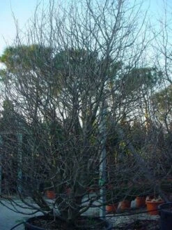 Perzisch IJzerhout Als Struik (Parrotia Persica) -Tuinplanten Winkel 20071029100211 14