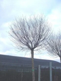 Bolprunus (Prunus Eminens 'Umbraculifera') 13 Bolprunus (Prunus Eminens 'Umbraculifera') -Tuinplanten Winkel 20071030133043 16