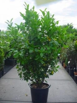 Laurier (Prunus Laurocerasus 'Rotundifolia') -Tuinplanten Winkel 20071030143658 22