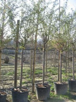 Japanse Sierkers (Prunus Sargentii) 5 Japanse Sierkers (Prunus Sargentii) -Tuinplanten Winkel 20071030180057 3