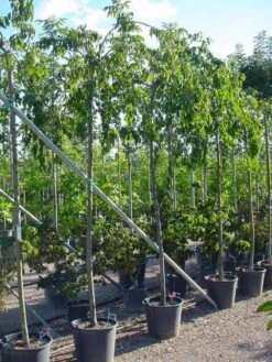 Japanse Treursierkers (Prunus Serrulata 'Kiku-shidare') 8 Japanse Treursierkers (Prunus Serrulata 'Kiku-shidare') -Tuinplanten Winkel 20071109164514 13