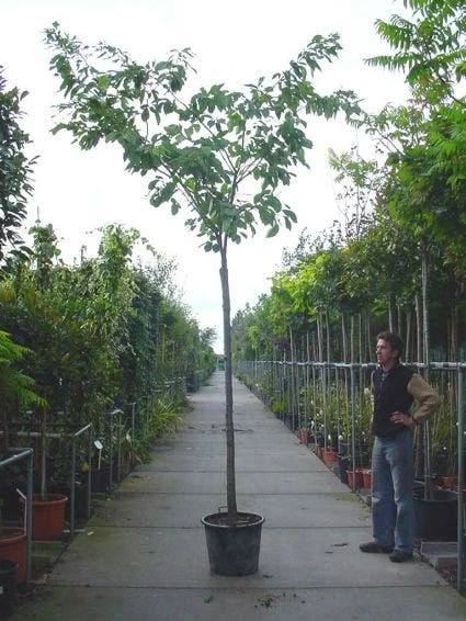 Japanse Sierkers (Prunus Serrulata 'Shirofugen') 3 Japanse Sierkers (Prunus Serrulata 'Shirofugen')