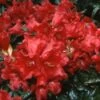 Dwergrhododendron (Rhododendron 'Baden-Baden') -Tuinplanten Winkel 20071114104438 1