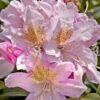 Rhododendron (Rhododendron 'Cunningham's Blush') -Tuinplanten Winkel 20071114114916 1