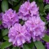 Rhododendron (Rhododendron Catawbiense 'Boursault') -Tuinplanten Winkel 20071114115313 1