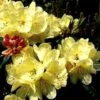 Rhododendron (Rhododendron 'Ehrengold') -Tuinplanten Winkel 20071114123231 2