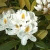Rhododendron (Rhododendron 'Madame Masson') -Tuinplanten Winkel 20071114153529 2