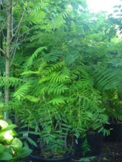 Fluweelboom, Struik (Rhus Typhina) -Tuinplanten Winkel 20071119224425 3