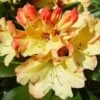 Rhododendron (Rhododendron 'Nancy Evans') -Tuinplanten Winkel 20071120164505 1