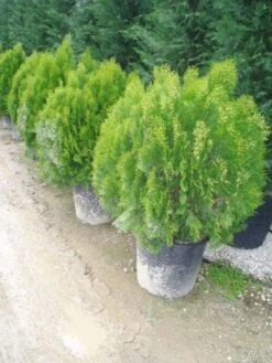 Levensboom (Thuja Orientalis 'Aurea Nana') -Tuinplanten Winkel 20071126133444 10