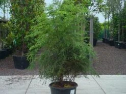 Hemlockspar (Tsuga Canadensis) 24 Hemlockspar (Tsuga Canadensis) -Tuinplanten Winkel 20071129082822 13