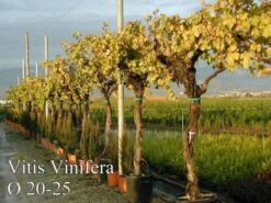 Druif, Op Stam (Vitis Vinifera) -Tuinplanten Winkel 20071129100358 5