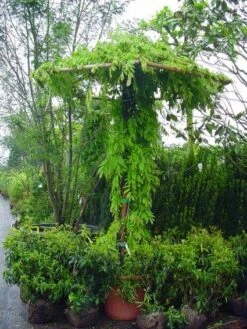 Blauwe Regen (Wisteria Sinensis) -Tuinplanten Winkel 20071130090736 20