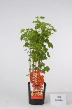 Aalbes (Ribes Rubrum 'Rotet')