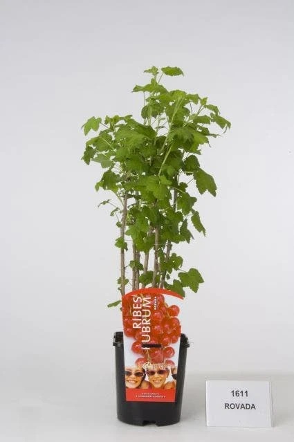 Aalbes (Ribes Rubrum 'Rotet') 3 Aalbes (Ribes Rubrum 'Rotet')