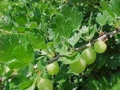 Kruisbes (Ribes Uva-crispa 'Invicta')