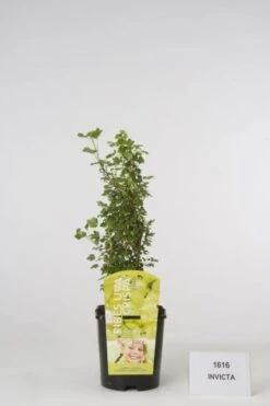 Kruisbes (Ribes Uva-crispa 'Invicta') -Tuinplanten Winkel 20080214144114 1