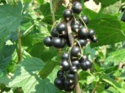 Zwarte Bes (Ribes Nigrum 'Ben Nevis') -Tuinplanten Winkel 20080214151842 1
