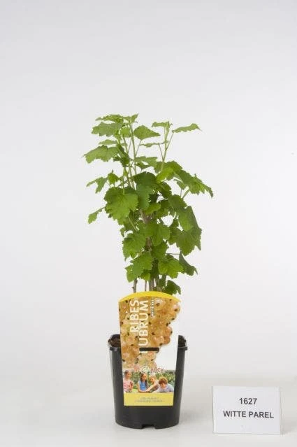 Witte Bes (Ribes Rubrum 'Witte Parel') 4 Witte Bes (Ribes Rubrum 'Witte Parel') - Afbeelding 2