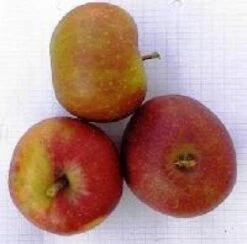 Appelboom (Malus Domestica 'Rode Boskoop') -Tuinplanten Winkel 20080312132939 4