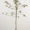 Appelboom (Malus Domestica 'James Grieve') -Tuinplanten Winkel 20080312141252 5