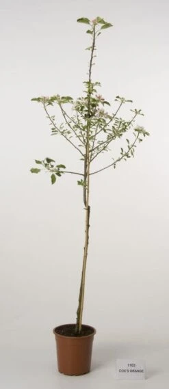 Appelboom (Malus Domestica 'Cox's Orange') 7 Appelboom (Malus Domestica 'Cox's Orange') -Tuinplanten Winkel 20080312144237 2