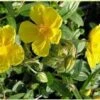Zonneroosje (Helianthemum 'Sterntaler') -Tuinplanten Winkel 20080313164103 1