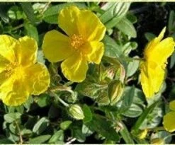 Zonneroosje (Helianthemum 'Sterntaler')