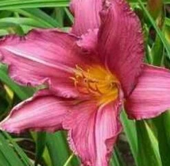 Daglelie (Hemerocallis 'Summer Wine') -Tuinplanten Winkel 20080314084525 1