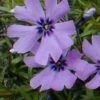 Kruipphlox (Phlox Subulata 'Purple Beauty') 2 Kruipphlox (Phlox Subulata 'Purple Beauty') -Tuinplanten Winkel 20080314143900 1