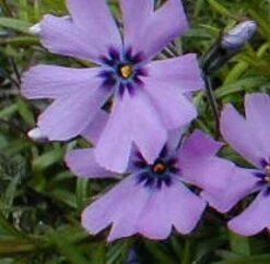 Kruipphlox (Phlox Subulata 'Purple Beauty')