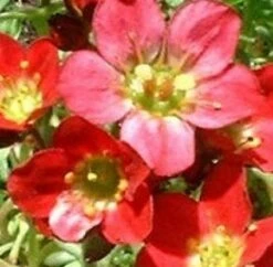 Steenbreek (Saxifraga 'Blutenteppich')