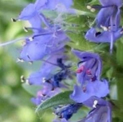 Hyssop (Hyssopus Officinalis) BIO -Tuinplanten Winkel 20080317105234 1 1