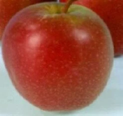 Appelboom (Malus Domestica 'Summerred')