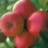 Appelboom (Malus Domestica 'Ecolette') -Tuinplanten Winkel 20080317135727 2