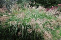 Chinees Riet, Sierriet (Miscanthus Sinensis 'Kleine Fontaine') -Tuinplanten Winkel 20080317153751 1