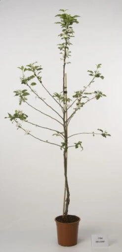 Lei-Appel (Malus Domestica 'Cox's Orange') -Tuinplanten Winkel 20080318090058 1