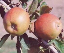 Appelboom (Malus Domestica 'Braeburn') -Tuinplanten Winkel 20080318091048 1 1