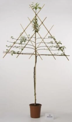 Lei-Appel (Malus Domestica 'Cox's Orange') -Tuinplanten Winkel 20080318091143 1