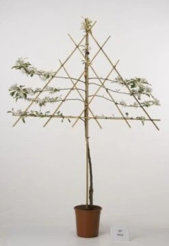 Lei-Appel (Malus Domestica 'Cox's Orange') -Tuinplanten Winkel 20080318093506 1