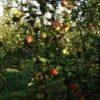 Appelboom (Malus Domestica 'Rubinola') -Tuinplanten Winkel 20080318144511 2