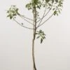 Appelboom (Malus Domestica 'Bramley Seedling') -Tuinplanten Winkel 20080318145540 3